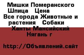 Мишки Померанского Шпица › Цена ­ 60 000 - Все города Животные и растения » Собаки   . Ханты-Мансийский,Нягань г.